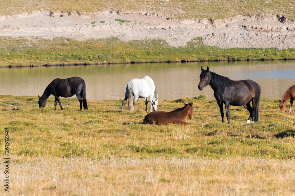 Osh, Kyrgyzstan - Aug 20 2018: Horses on the side of Tulpar Kol Lake in Alay Valley, Osh, Kyrgyzstan. Pamir mountains in Kyrgyzstan. Osh, Kyrgyzstan - Aug 20 2018: Horses on the side of Tulpar Kol Lake in Alay Valley, Osh, Kyrgyzstan. Pamir mountains in Kyrgyzstan.