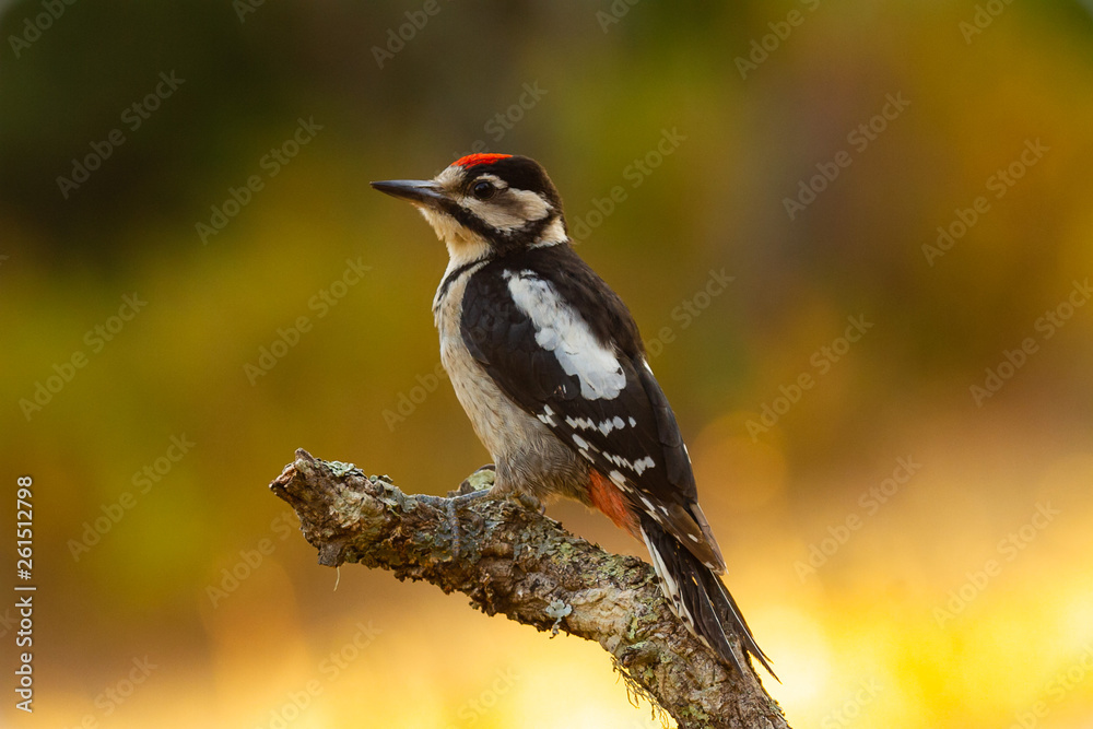Great Spotted Woodpecker in the forest Great Spotted Woodpecker in the forest