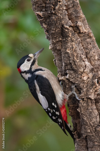 Great Spotted Woodpecker in the forest
