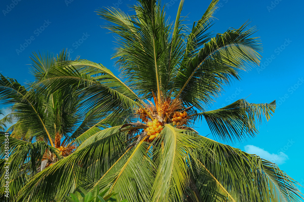 Fototapeta premium ripe coconut on a palm tree