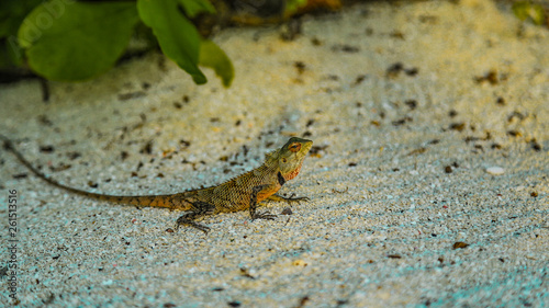 lizard on the sand under a palm tree. Maldives