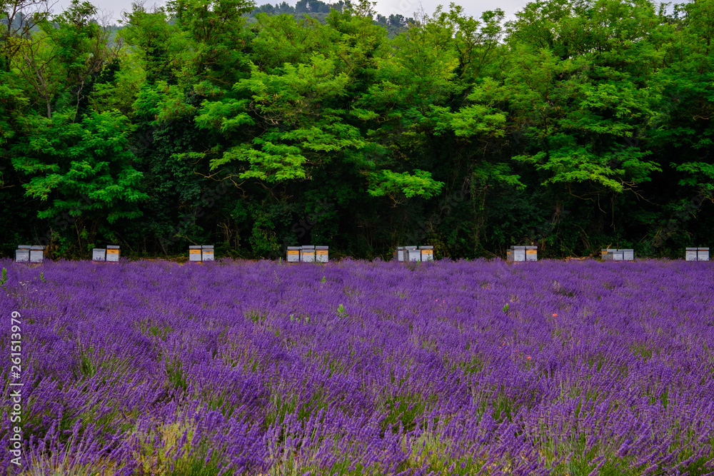Ruches d'abeille près de champ de lavande, Provence, France.