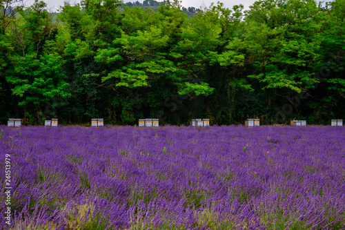 Obraz na płótnie Ruches d'abeille près de champ de lavande, Provence, France. w salonie