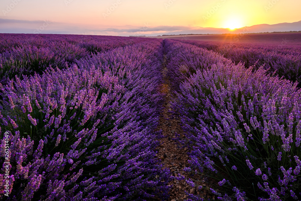 Champ de lavande en Provence, France, plateau de Valensole. Lever de soleil.