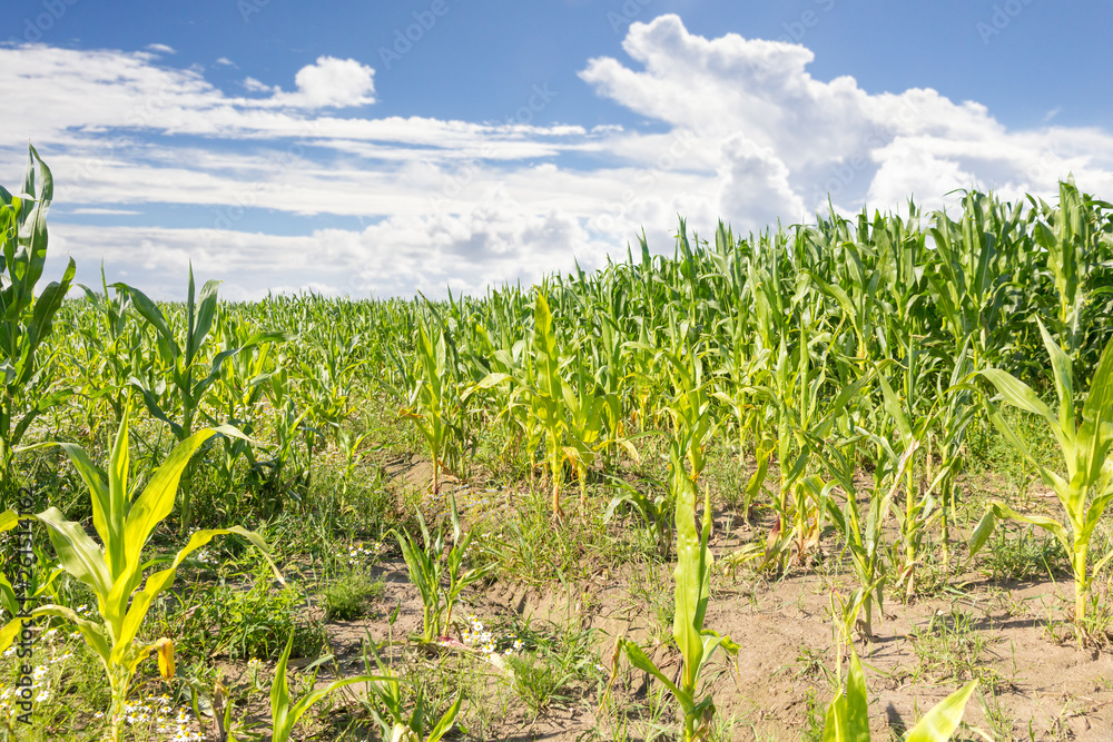 Maisfeld bei schönem Wetter