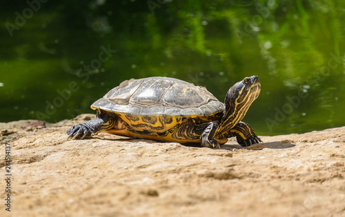 Obraz na płótnie Tortue au bord de l'eau, la tête levée. w salonie