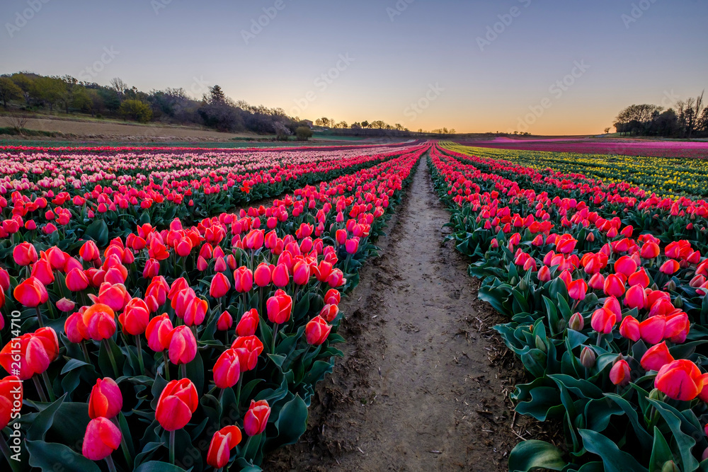 Champ de tulipes en Provence, France. Tulipes rouges au premier plan. Avant le lever de soleil.