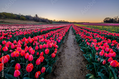 Obraz na płótnie Champ de tulipes en Provence, France. Tulipes rouges au premier plan. Avant le lever de soleil. w salonie