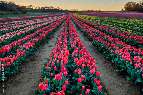 Champ de tulipes en Provence  France. Tulipes rouges au premier plan. Avant le lever de soleil. 