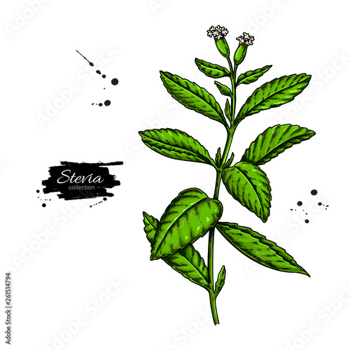 Stevia flower vector drawing. Herbal sketch of sweetener sugar substitute. 