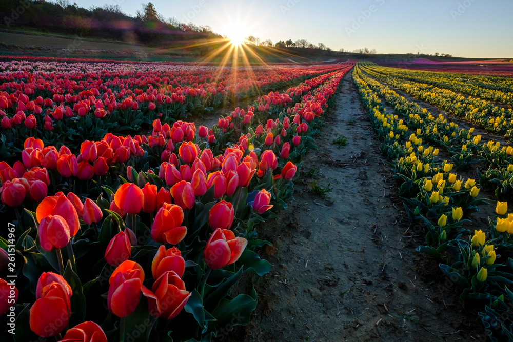 Champ de tulipes en Provence, France. Tulipes rouges au premier plan. Lever de soleil.