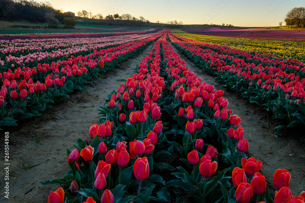Champ de tulipes en Provence, France. Tulipes rouges au premier plan. Avant le lever de soleil.