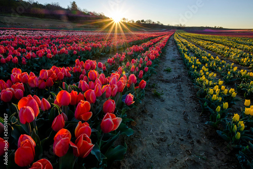 Obraz na płótnie Champ de tulipes en Provence, France. Tulipes rouges au premier plan. Lever de soleil. w salonie
