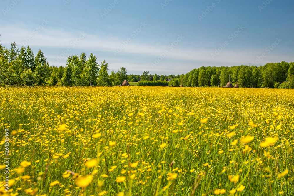 Sunlight meadow yellow buttercup Sunlight meadow yellow buttercup