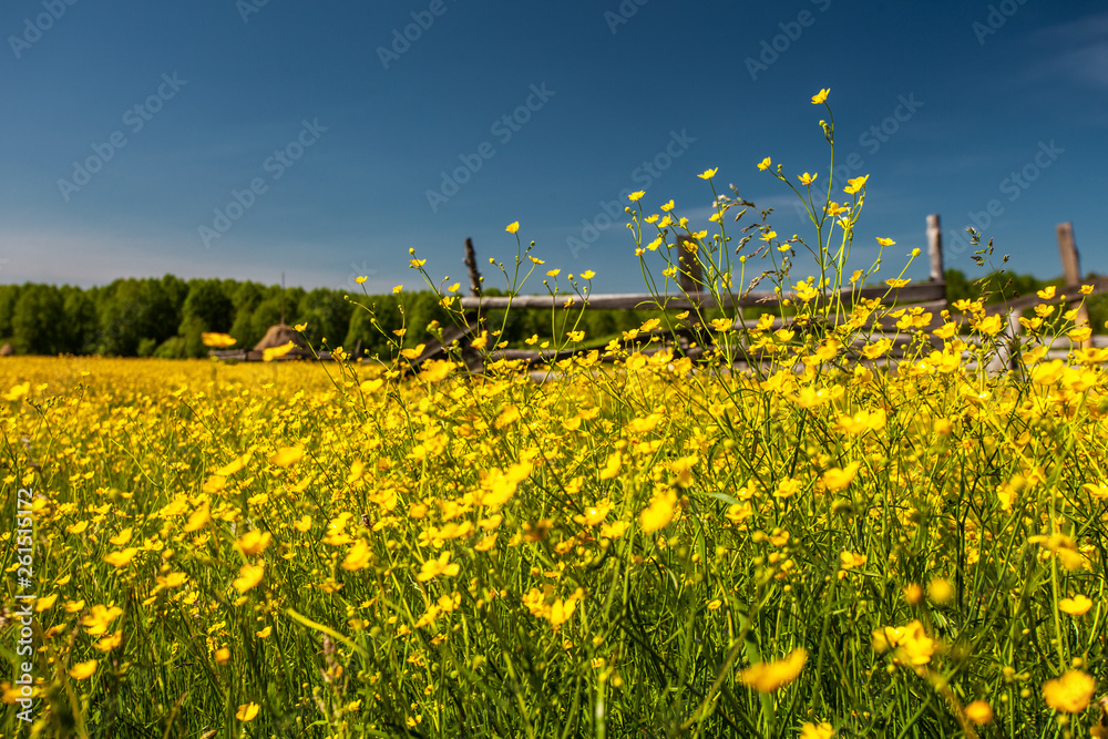 Obraz premium Sunlight meadow yellow buttercup