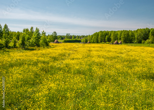 Sunlight meadow yellow buttercup