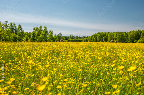 Sunlight meadow yellow buttercup