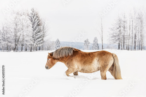 Light brown Haflinger horse wades through snow field in winter, blurred trees in background, side view