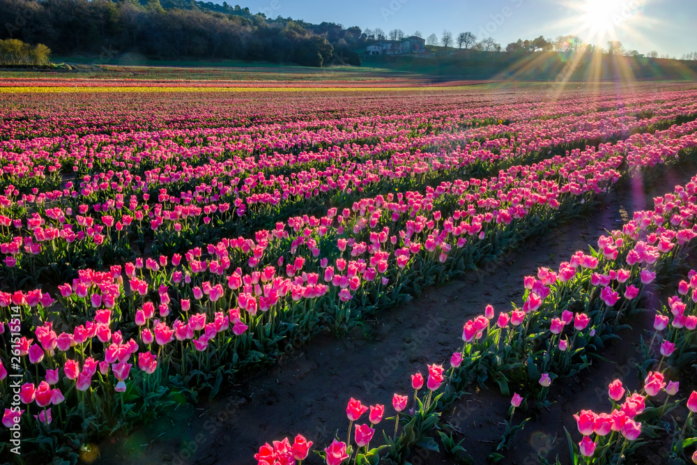 Champ de tulipes en Provence, France. Tulipes roses au premier plan. Lever de soleil.