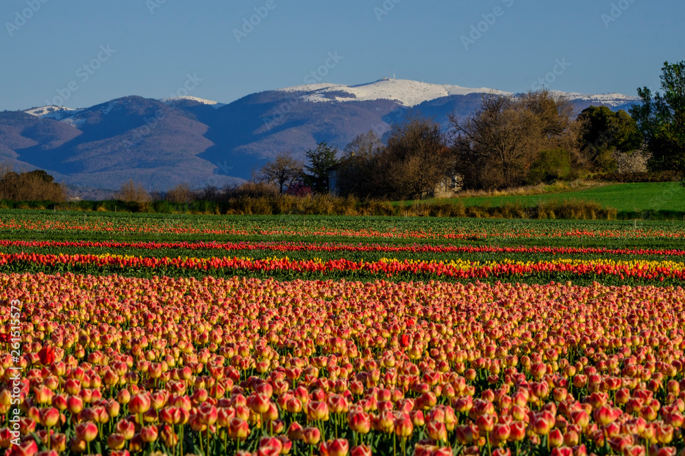 Vue sur la montagne de Lure, le sommet enneigé. Beau champ de tulipes jaunes, rouges au premier plan.