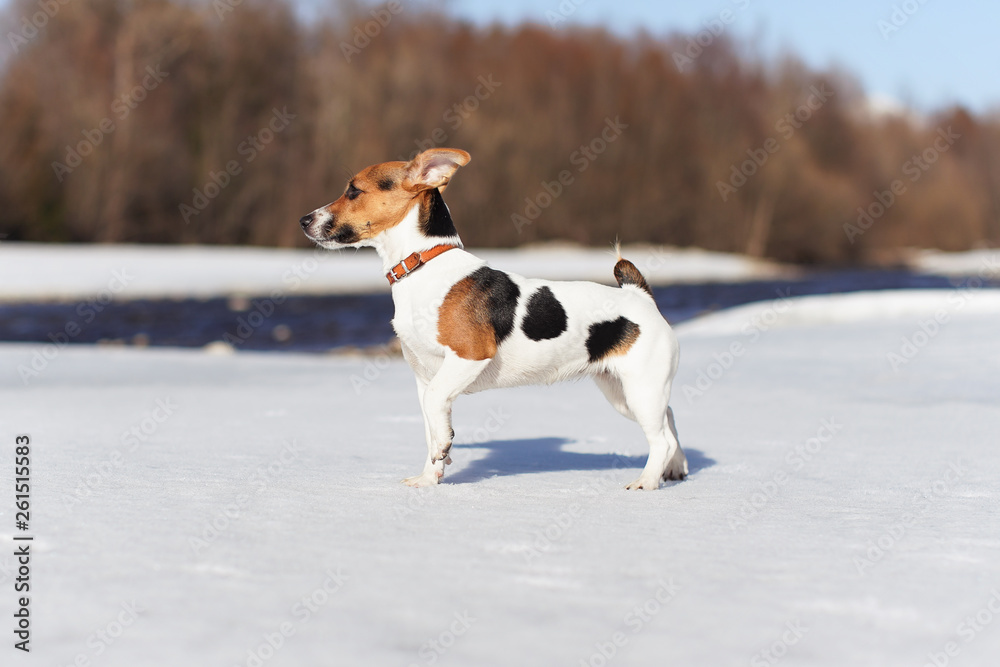 Small jack Russell terrier standing on snow river in background, side view
