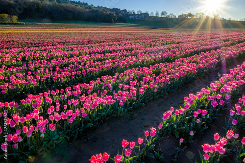 Obraz na płótnie Champ de tulipes en Provence, France. Tulipes roses au premier plan. Lever de soleil. w salonie
