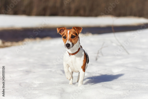 Fototapeta Naklejka Na Ścianę i Meble -  Sun shines on small Jack Russell terrier standing on snow, river behind her