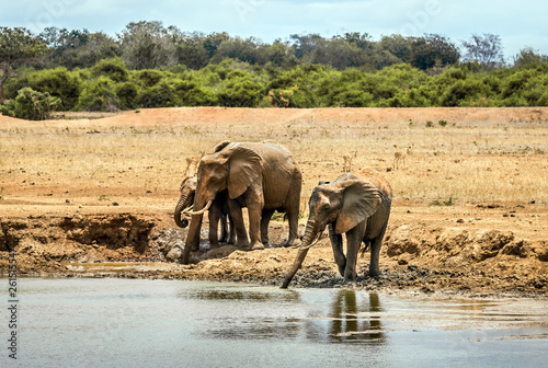 African elephants in Kenya