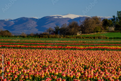 Vue sur la montagne de Lure, le sommet enneigé. Beau champ de tulipes jaunes, rouges au premier plan. 