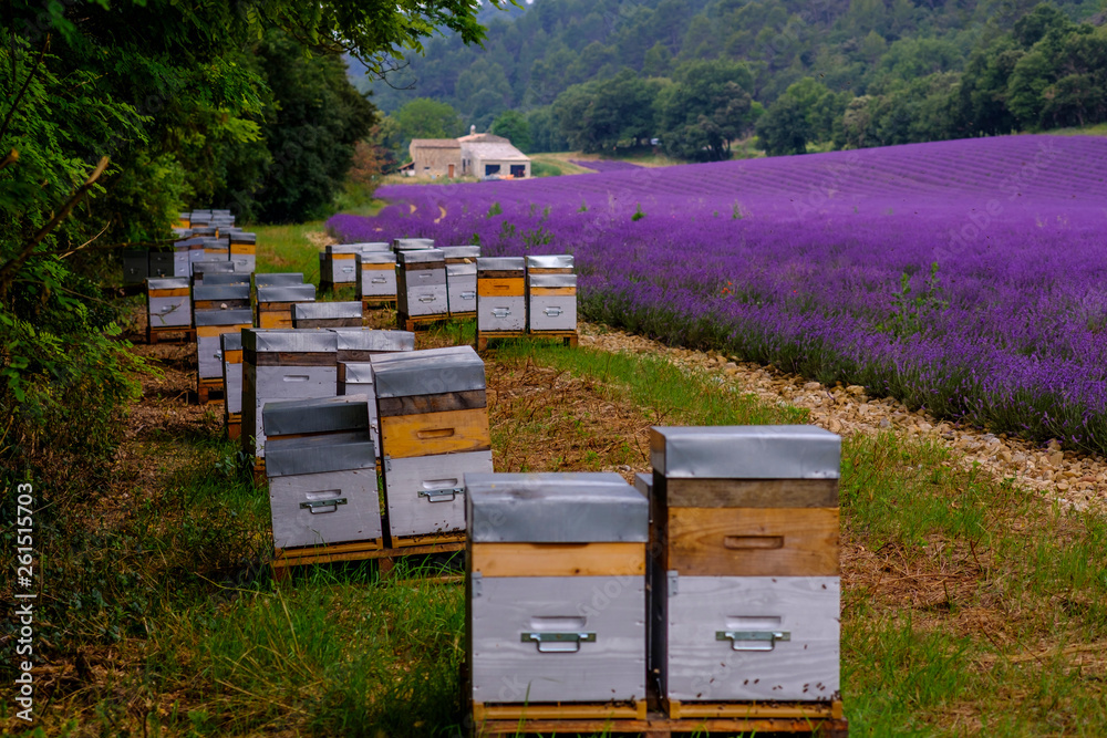 Ruches d'abeille gros plan, près de champ de lavande, Provence, France.