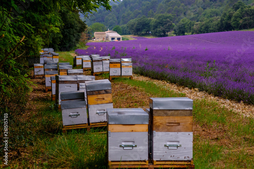Obraz na płótnie Ruches d'abeille gros plan, près de champ de lavande, Provence, France. w salonie