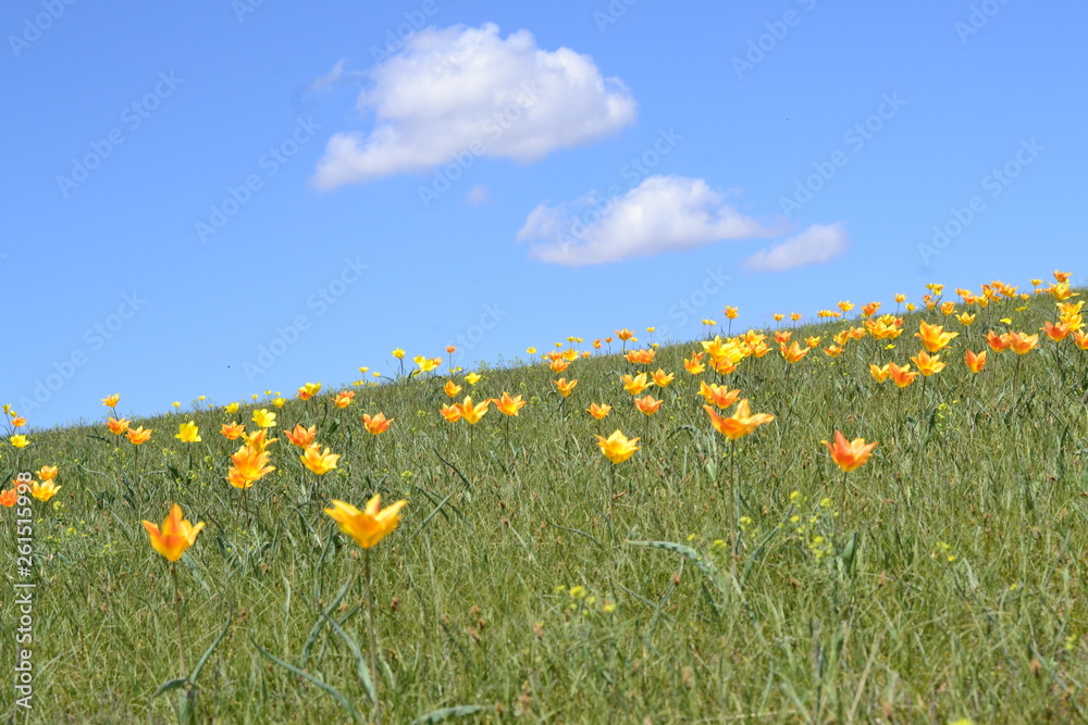 Obraz premium Tulips in the steppe of Kazakhstan