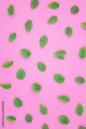 Pattern of petals clover leaves on a pink background. Natural wallpaper. Flat lay, top view