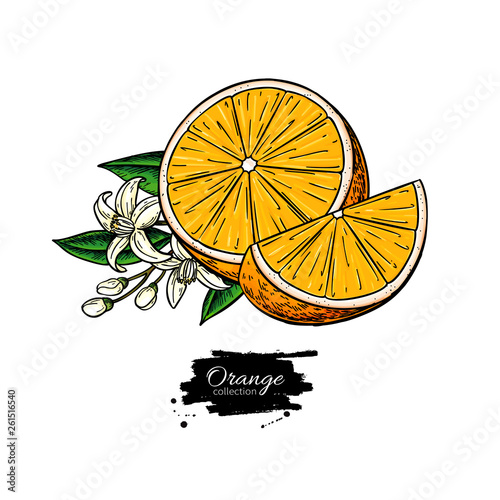 Orange vector drawing. Summer fruit illustration. Isolated hand drawn orange slice and flower bloom.