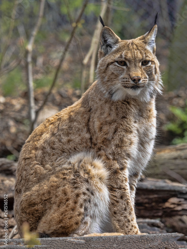 The Scandinavian lynx, Lynx lynx lynx, sitting and watching around