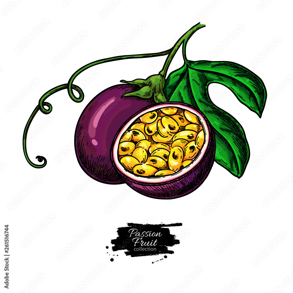 Passion fruit vector drawing. Hand drawn tropical food illustration. Summer passionfruit. Stock