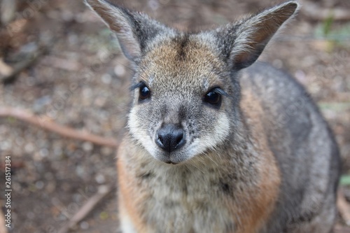 Cute Wallaby