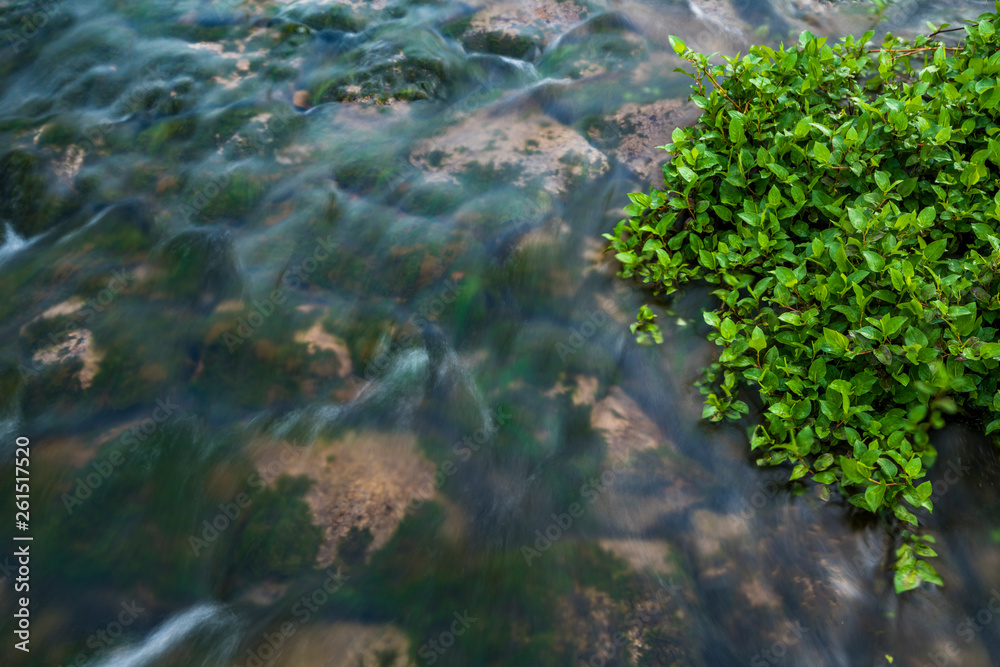 Green Water Plant nearby river,china.