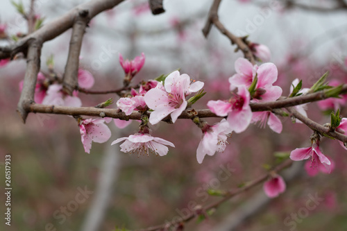 cherry tree blossom