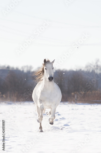 Pferd Schimmel im Schnee galoppiert kraftvoll und stolz