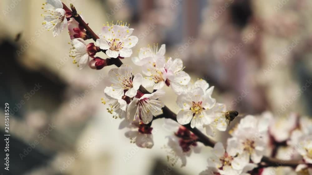 In the spring, the bee collects pollen from the canopy of apricot tree In the spring, the bee collects pollen from the canopy of apricot tree