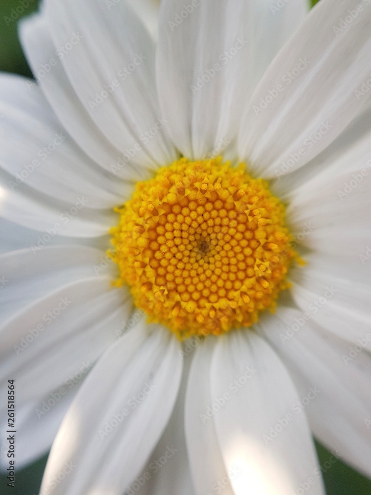 Obraz premium Close to Spring