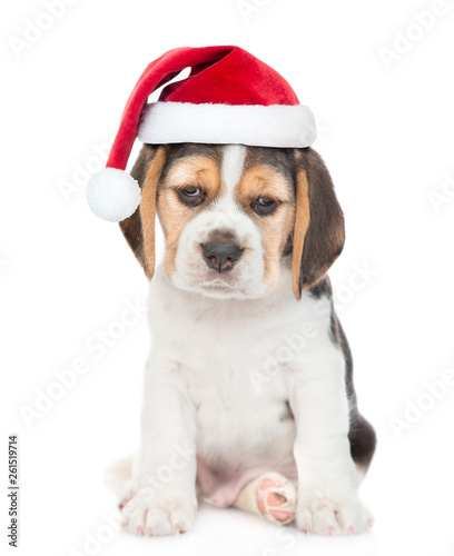 Beagle puppy in red christmas hat looking at camera. isolated on white background © Ermolaev Alexandr