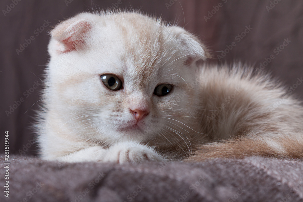 British lop-eared kitten.