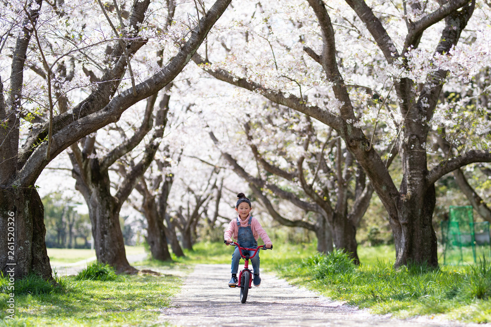Obraz premium 桜の木の下で自転車に乗る女の子