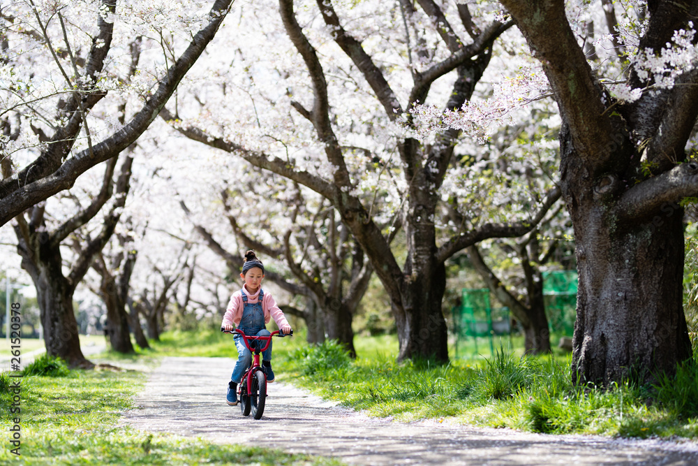 桜の木の下で自転車に乗る女の子