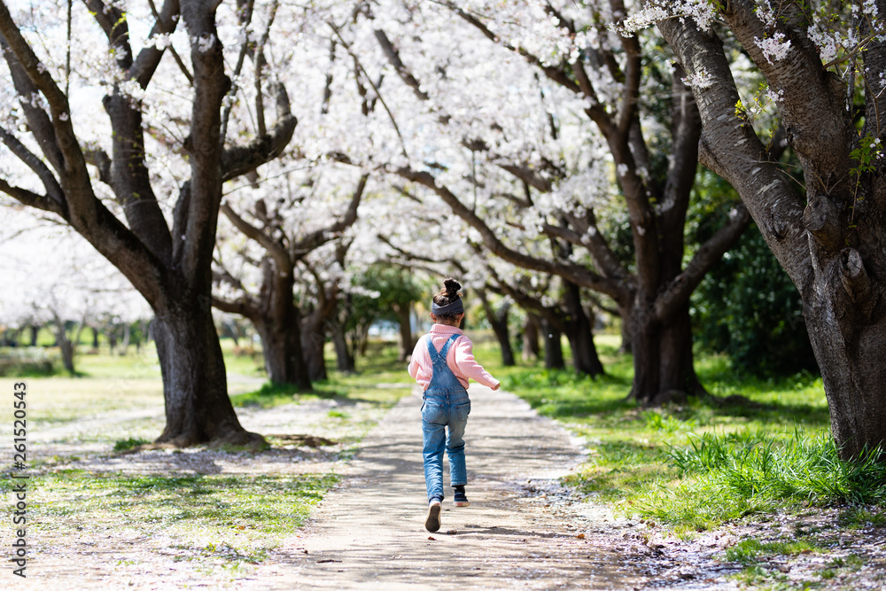 桜の花の小道で遊ぶ女の子 桜の花の小道で遊ぶ女の子