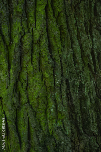 Green bark of an old oak tree close up. Texture, moss, background.