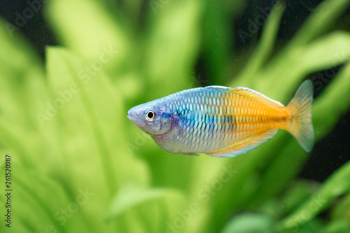 Aquarium Regenbogen Fisch hintergrund grünes gras