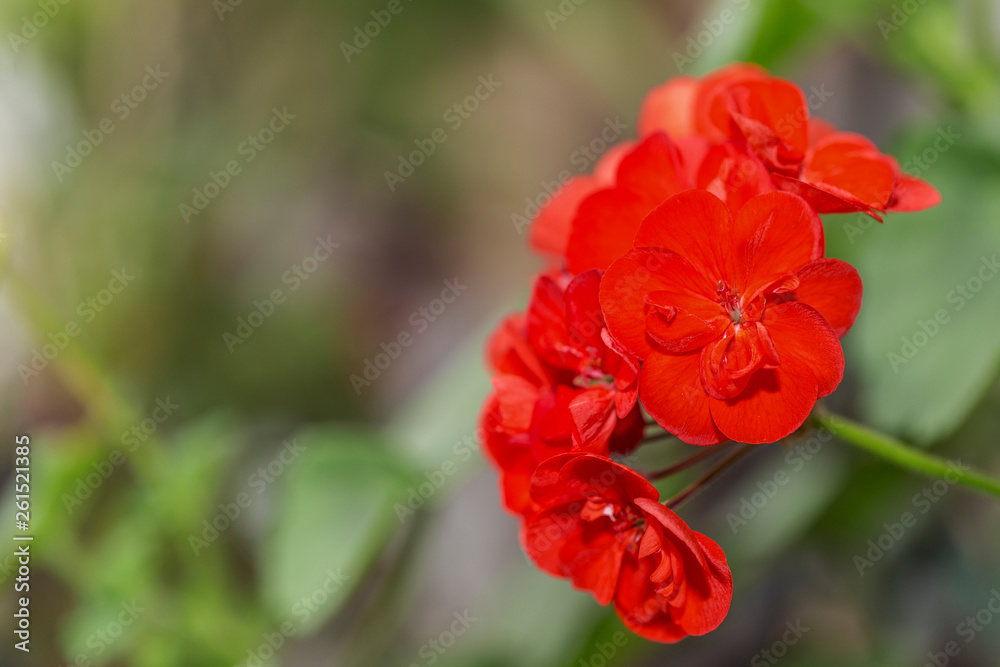 red Pelargonium in the garden. Red geranium flowers in summer garden. Bright pelargonium. red Pelargonium in the garden. Red geranium flowers in summer garden. Bright pelargonium.